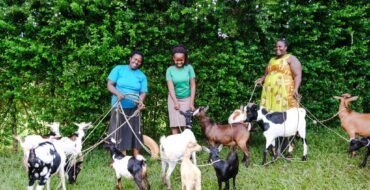 women goats in africa